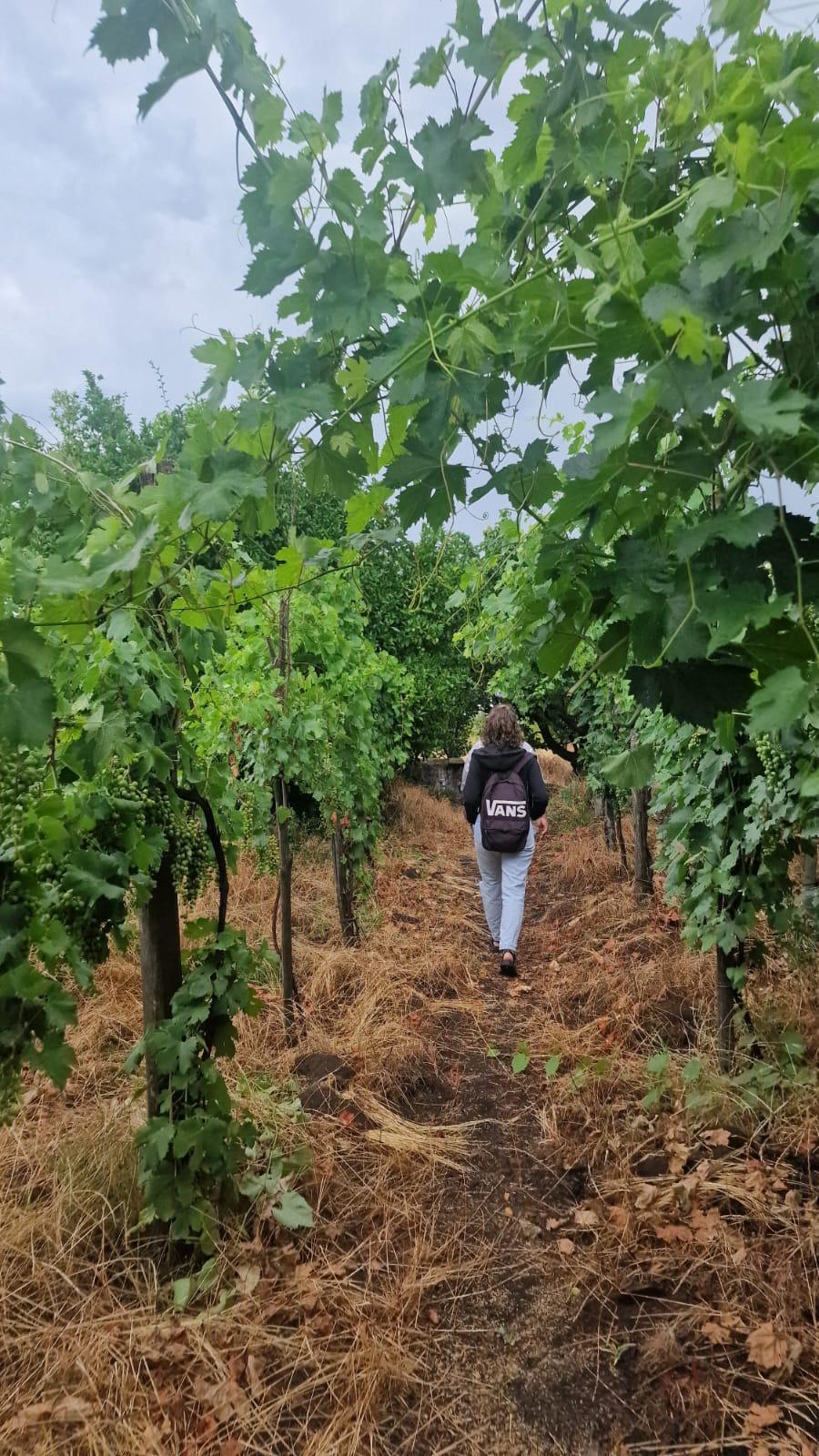Persona che osserva il terreno agricolo in un campo coltivato nel territorio di Somma Vesuviana.